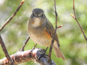 Red-flanked Bluetail 男体山 Sun, 5/29/2022