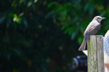 2022年6月2日(木) 千里東町公園の野鳥観察記録