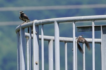 2022年6月2日(木) 恩智川治水緑地の野鳥観察記録