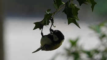 シジュウカラ 金井公園 2022年6月2日(木)