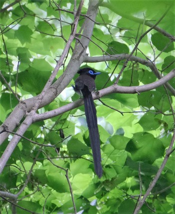 サンコウチョウ 八王子城址 2022年5月30日(月)