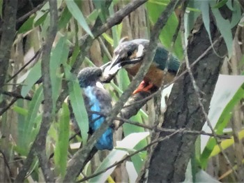 2022年6月2日(木) 舞岡公園の野鳥観察記録