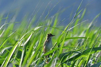 Oriental Reed Warbler 平塚田んぼ Thu, 6/2/2022