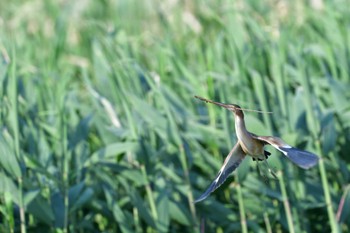 Yellow Bittern 平塚田んぼ Thu, 6/2/2022