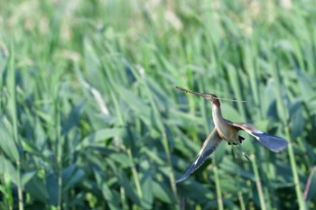 Thu, 6/2/2022 Birding report at 平塚田んぼ