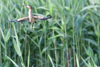 Yellow Bittern 平塚田んぼ Thu, 6/2/2022