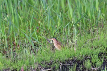 Yellow Bittern 平塚田んぼ Thu, 6/2/2022