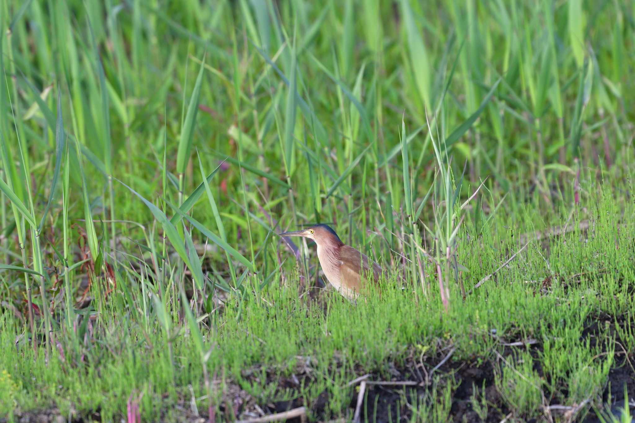 Photo of Yellow Bittern at 平塚田んぼ by やなさん