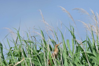 Yellow Bittern 平塚田んぼ Thu, 6/2/2022