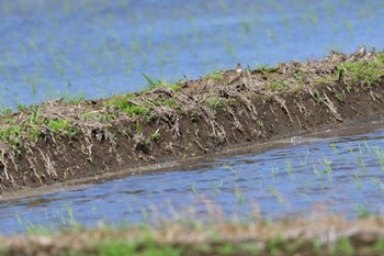 Eurasian Skylark 平塚田んぼ Thu, 6/2/2022