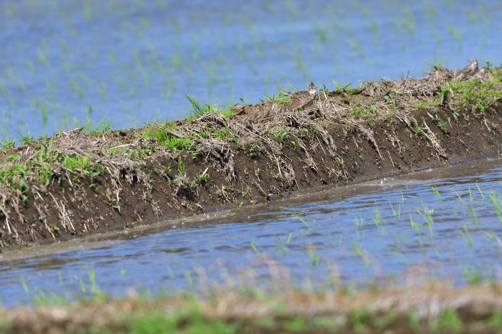 Photo of Eurasian Skylark at 平塚田んぼ by やなさん