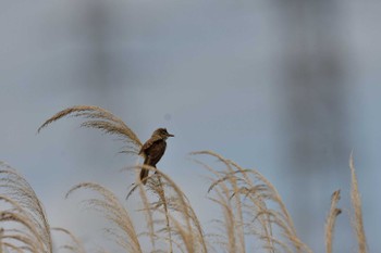 Oriental Reed Warbler 平塚田んぼ Thu, 6/2/2022