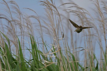 Oriental Reed Warbler 平塚田んぼ Thu, 6/2/2022