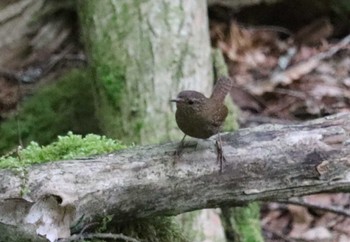 2022年6月1日(水) 柳沢峠の野鳥観察記録