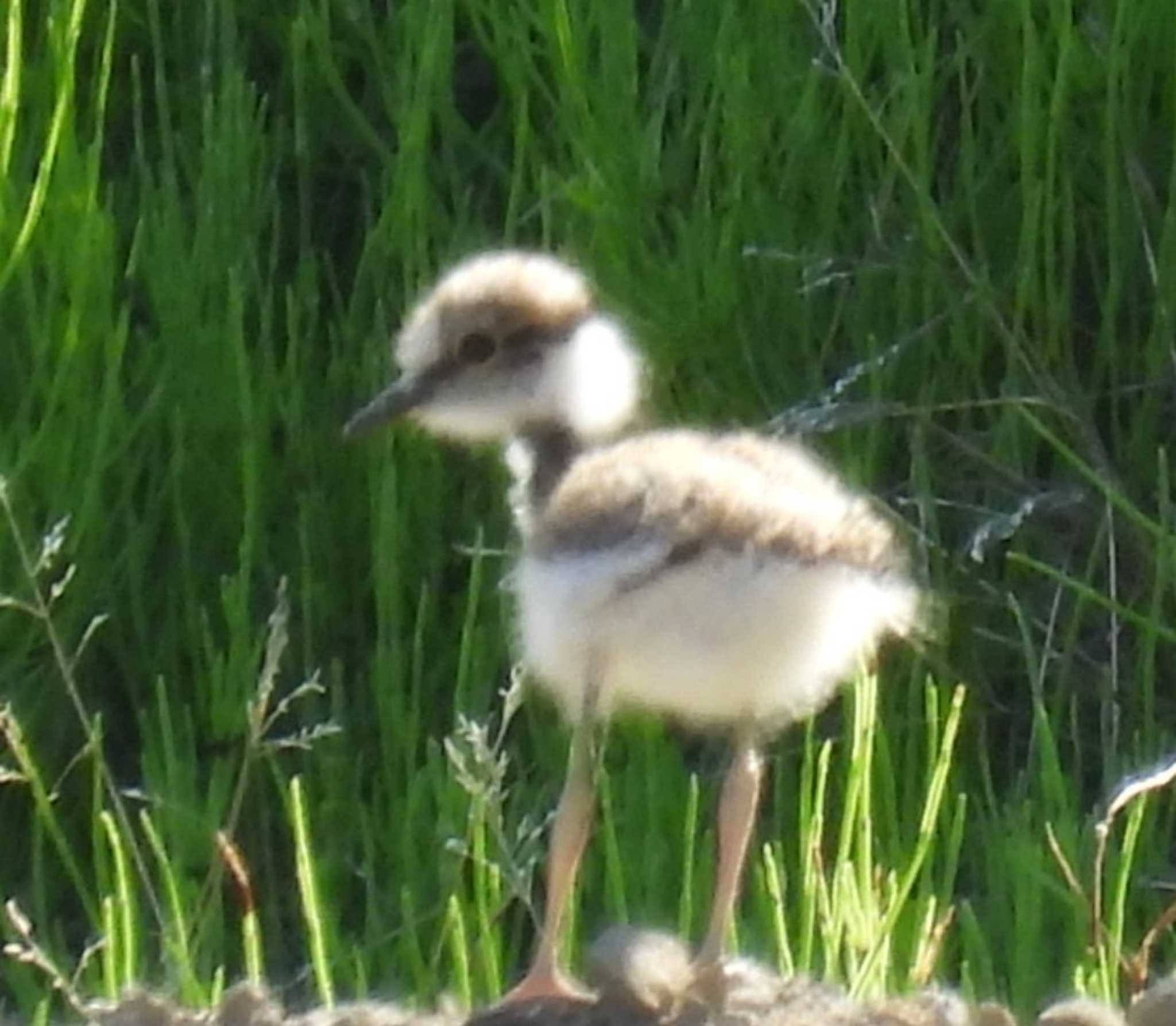 Little Ringed Plover