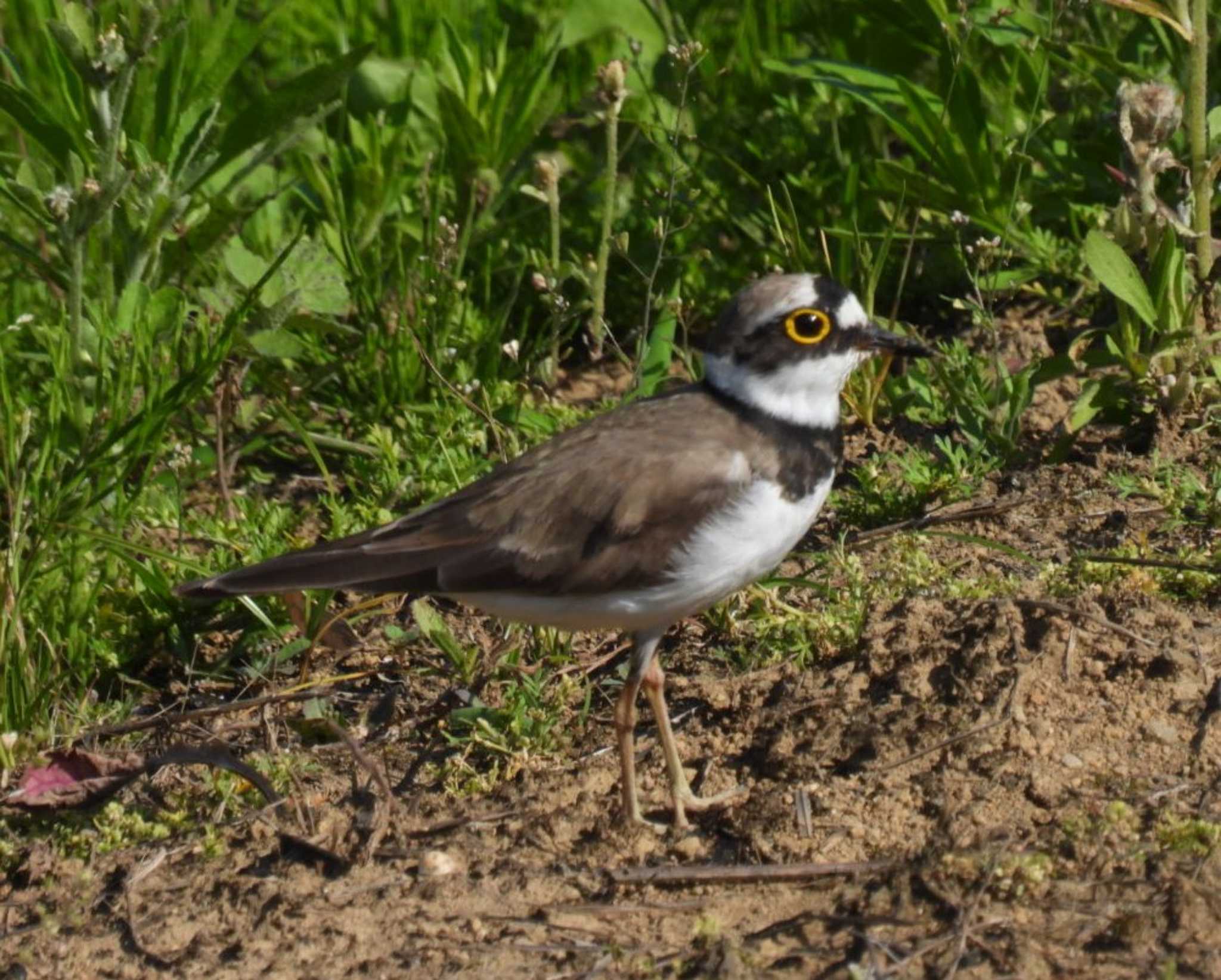 Photo of Little Ringed Plover at 横須賀 by カズー