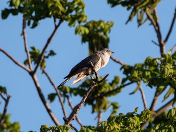 Oriental Cuckoo 勇払原野 Mon, 5/30/2022