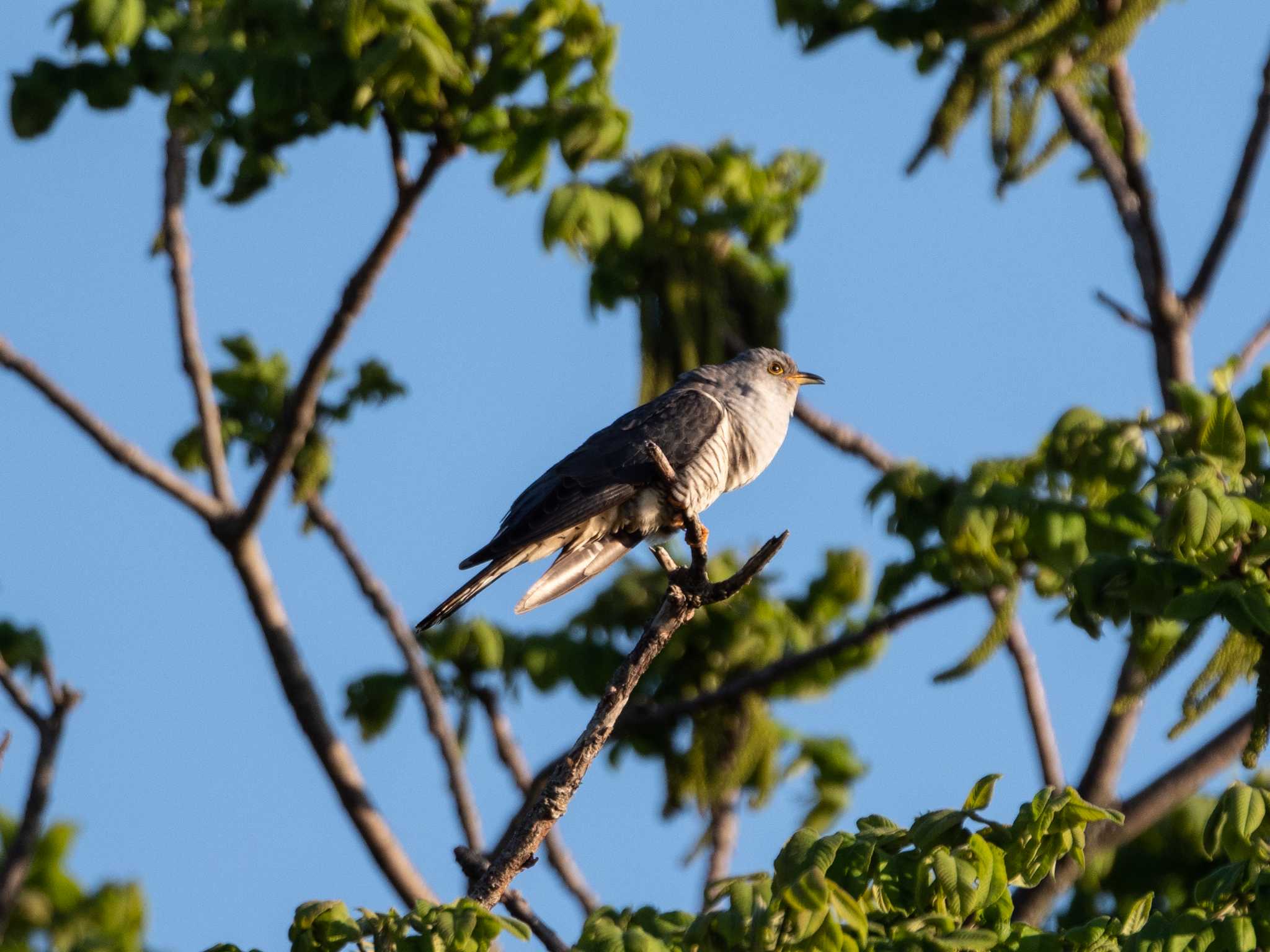 Oriental Cuckoo