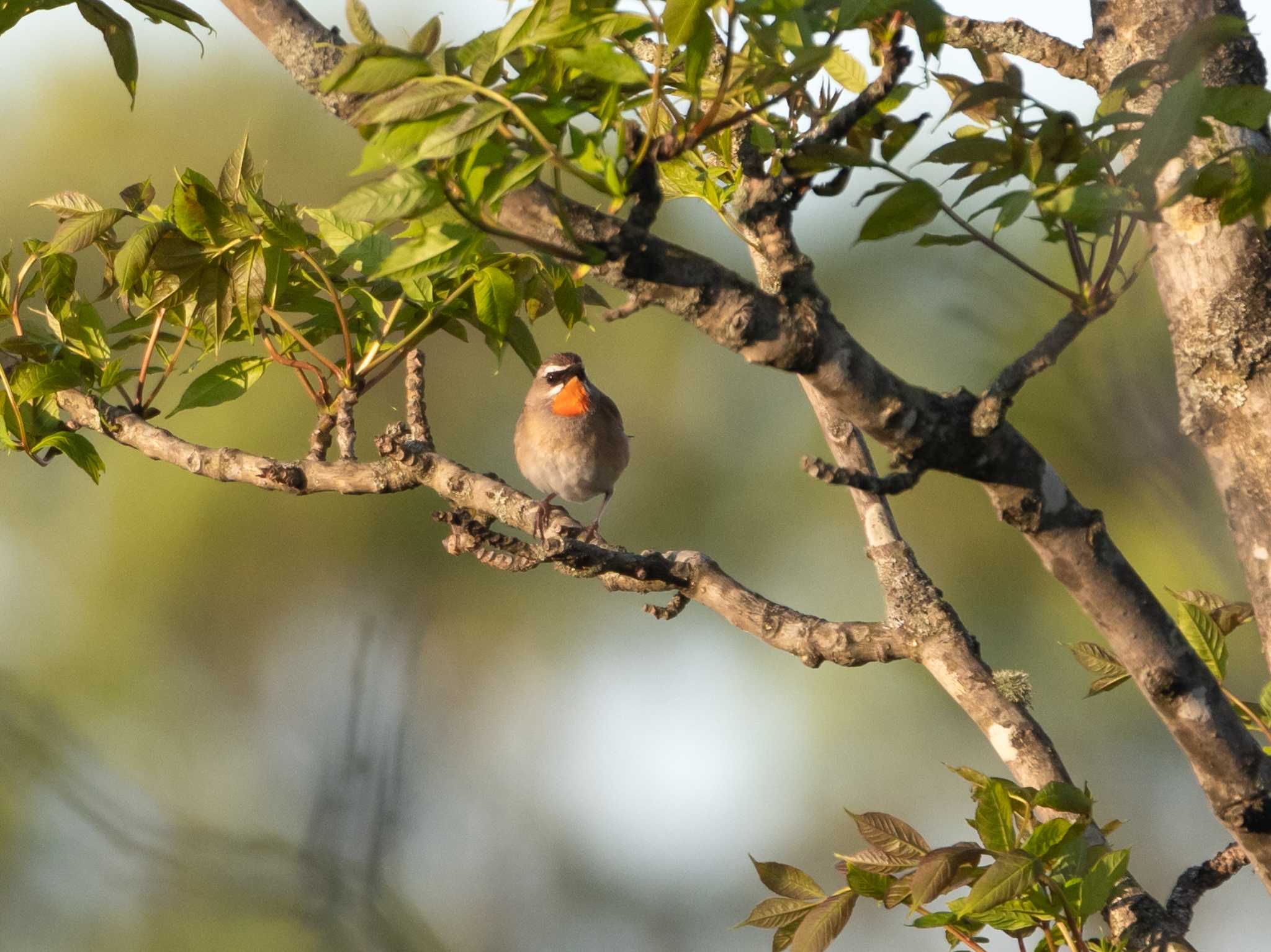 Photo of Siberian Rubythroat at 勇払原野 by ふなきち