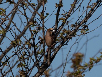 Hawfinch 勇払原野 Mon, 5/30/2022