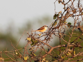 Brown Shrike 勇払原野 Mon, 5/30/2022