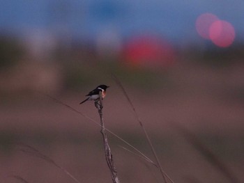 Amur Stonechat 勇払原野 Mon, 5/30/2022