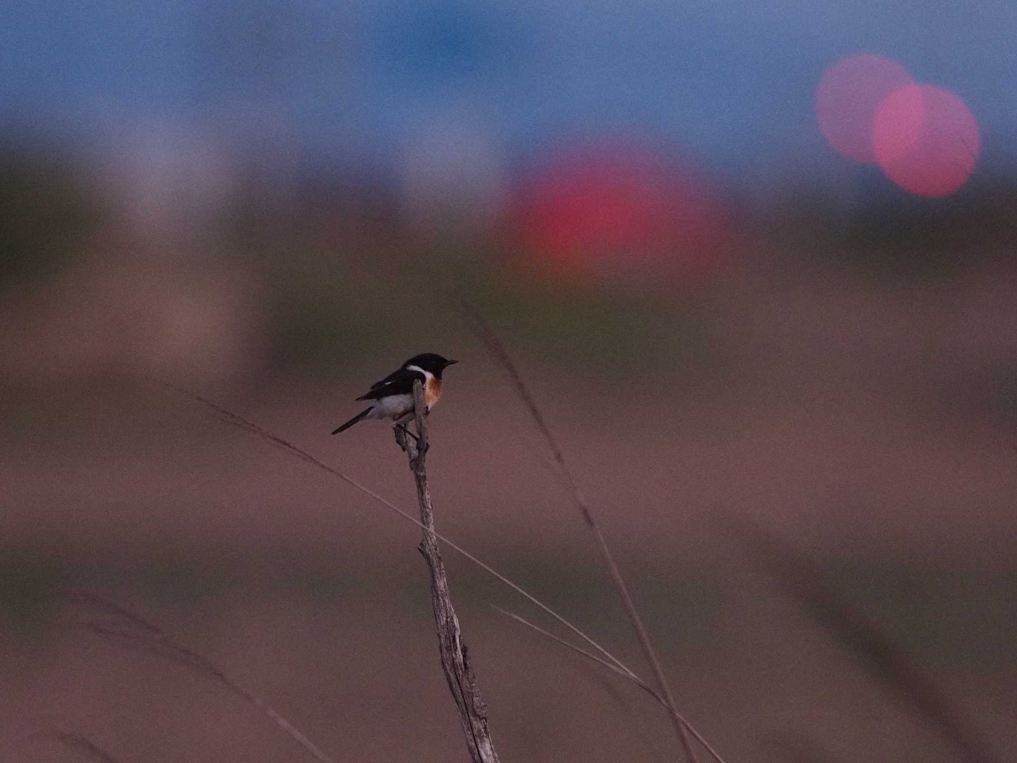 Amur Stonechat