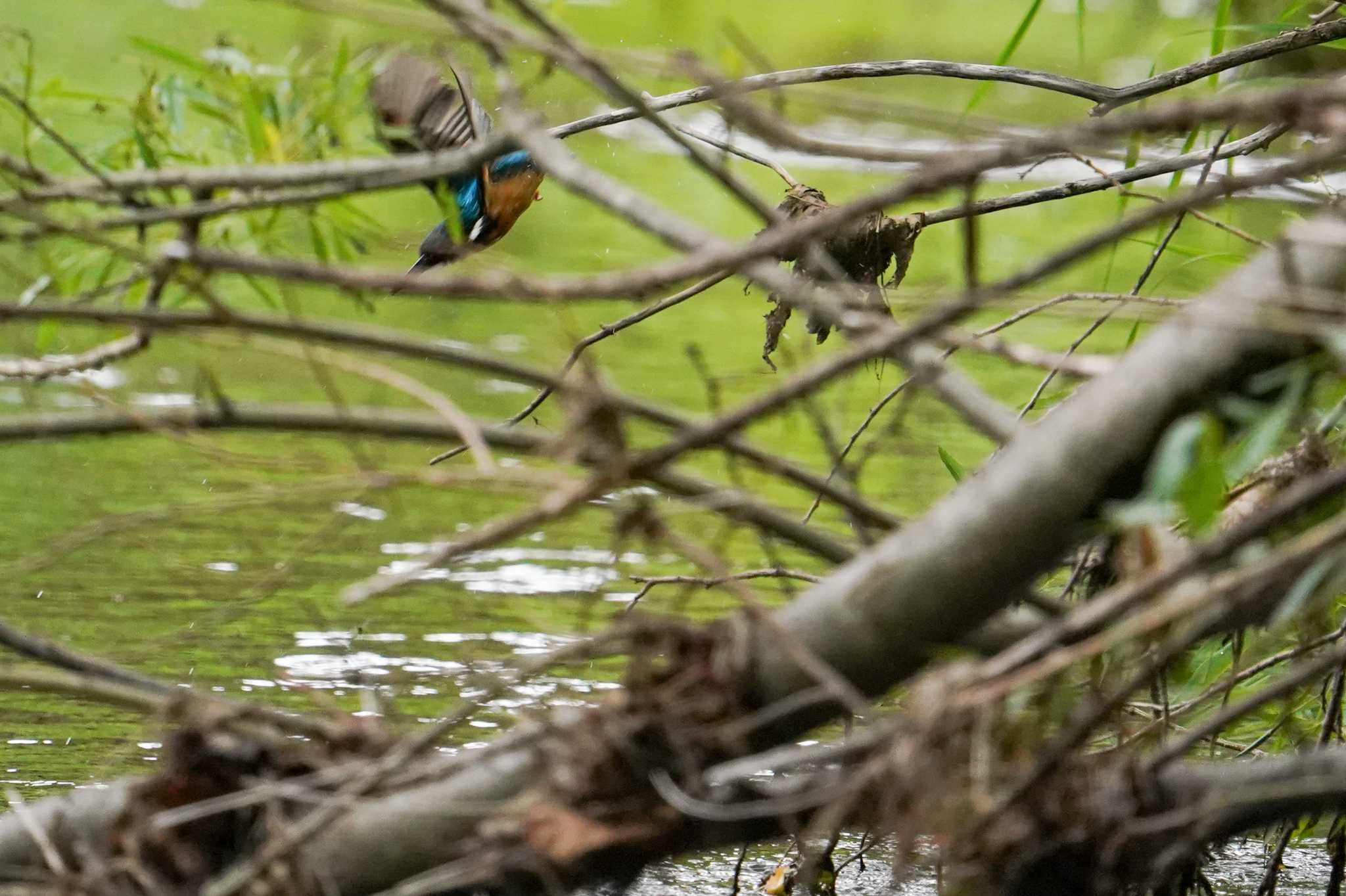 カワセミ