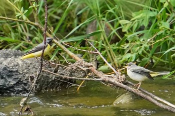 2022年6月2日(木) 福井緑地(札幌市西区)の野鳥観察記録