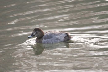 ホシハジロ 三ツ池公園(横浜市鶴見区) 2017年12月25日(月)