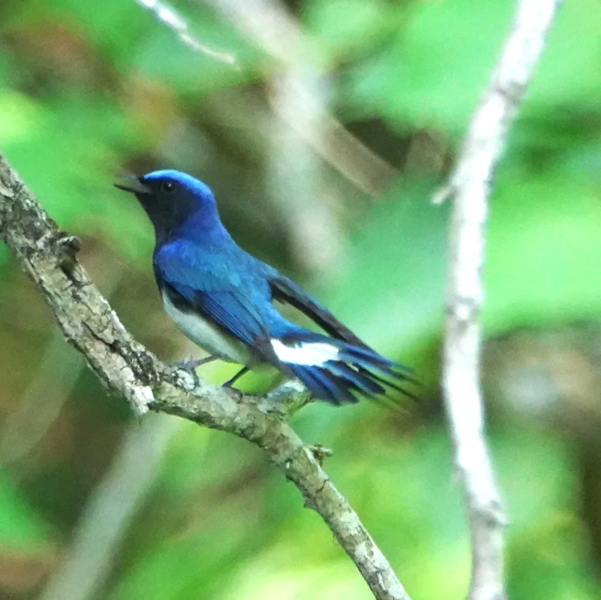 Blue-and-white Flycatcher