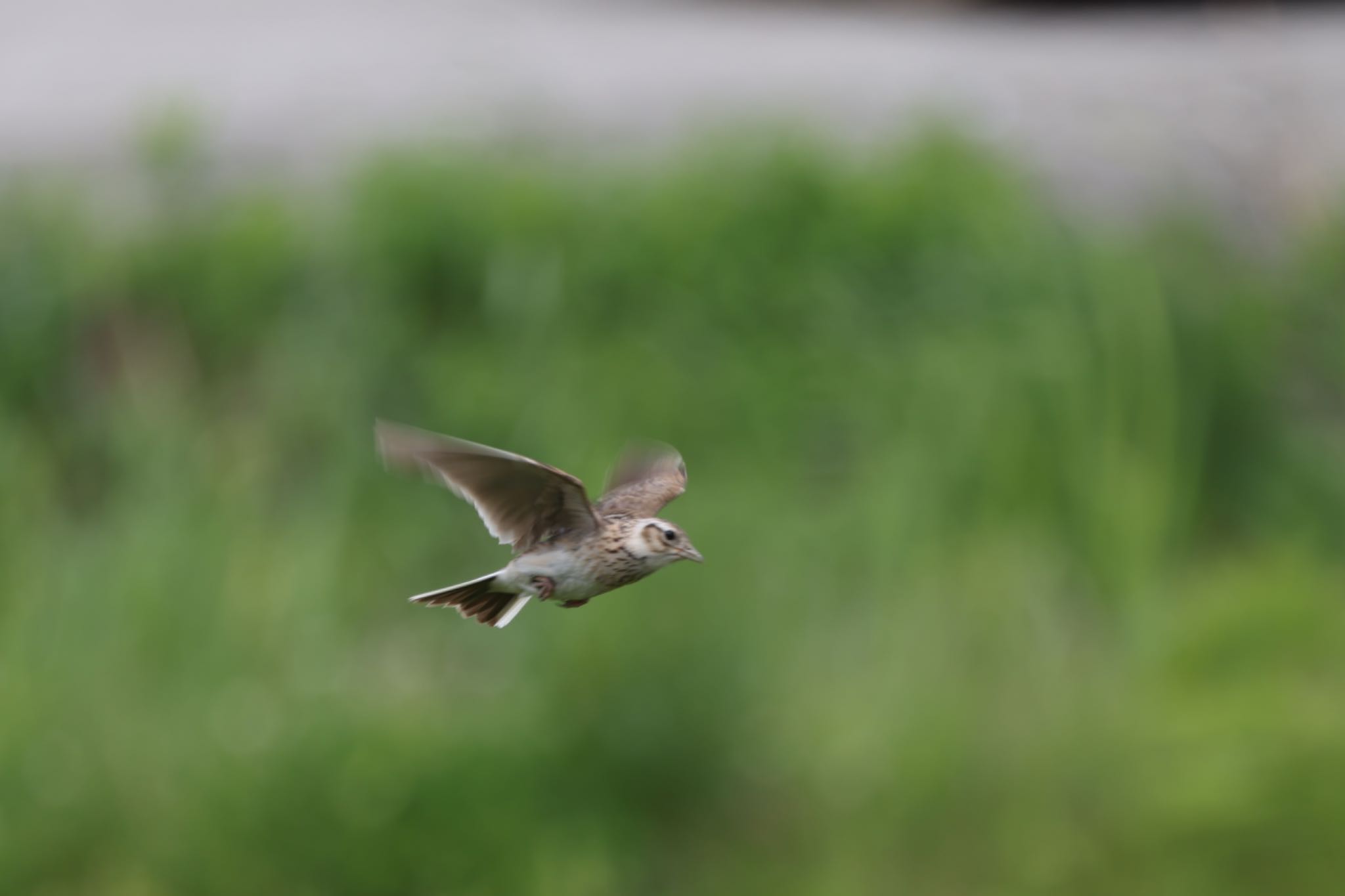 Photo of Eurasian Skylark at Tonegawa Kojurin Park by atushiever