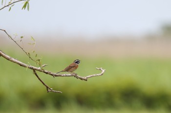 Meadow Bunting Tonegawa Kojurin Park Mon, 5/30/2022