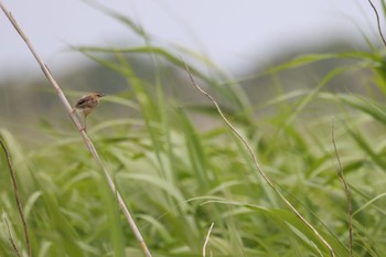 Zitting Cisticola Tonegawa Kojurin Park Mon, 5/30/2022