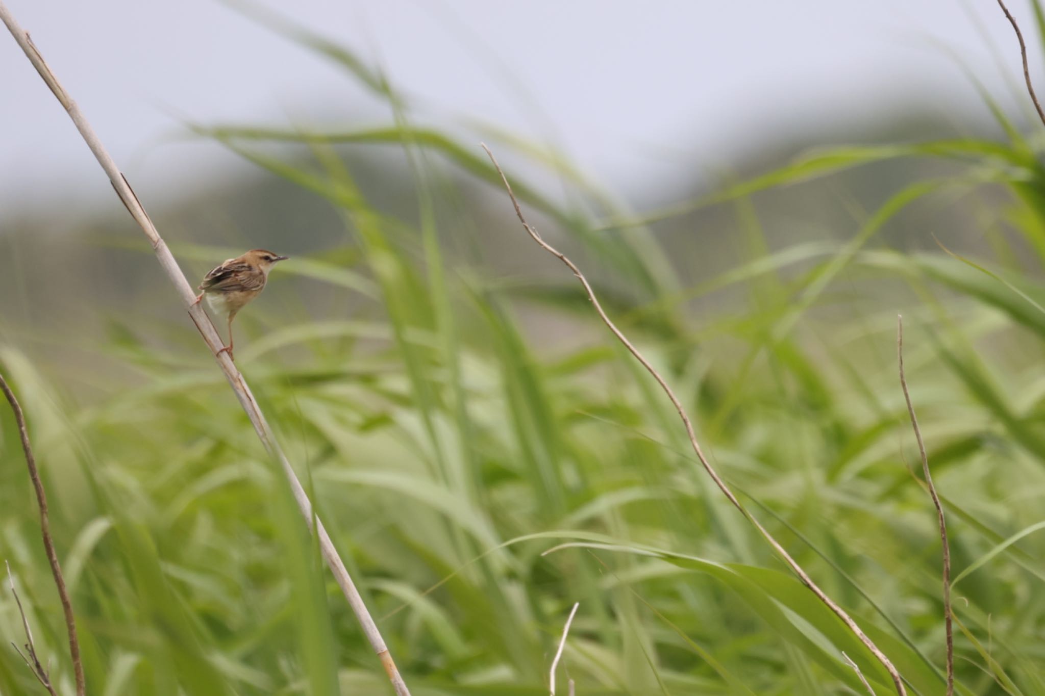 Zitting Cisticola