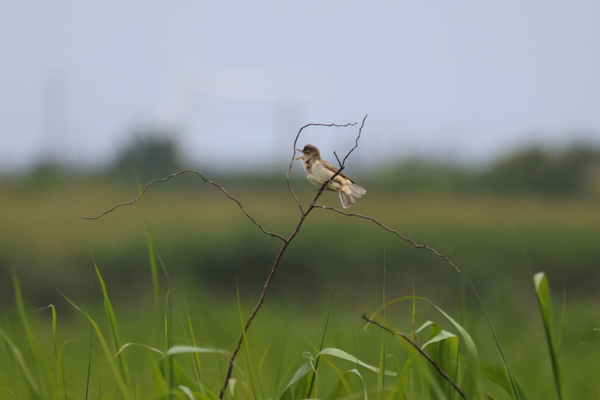 Oriental Reed Warbler