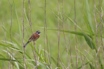 Meadow Bunting Tonegawa Kojurin Park Mon, 5/30/2022