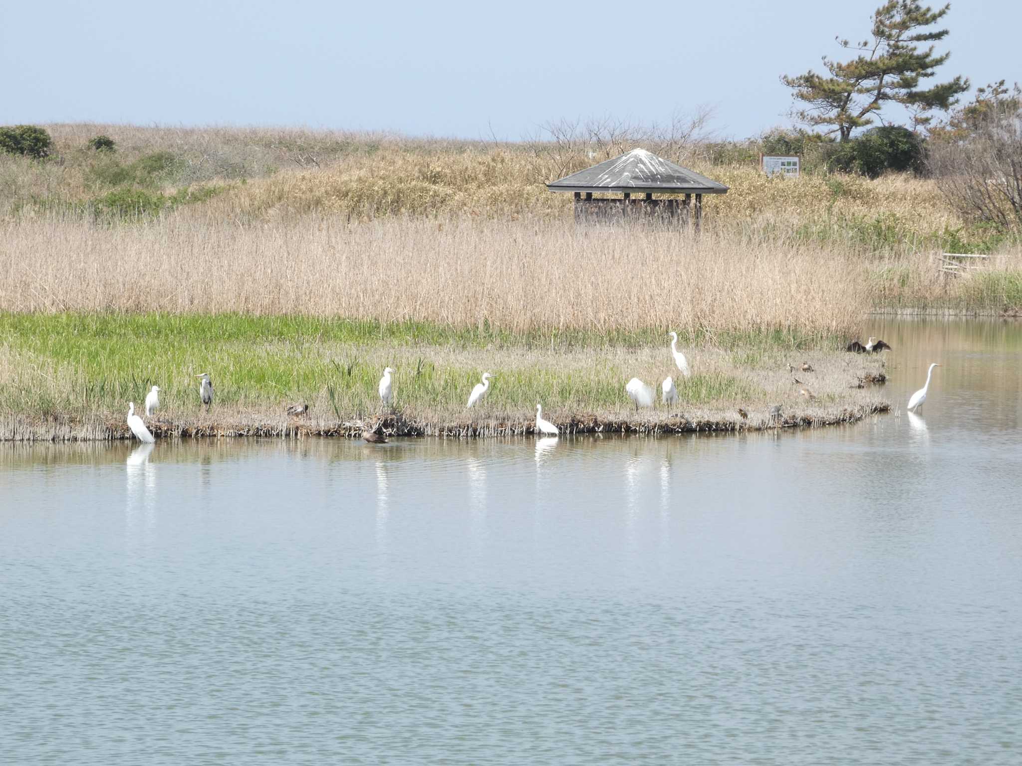 三里浜ハマナス公園 アオサギの写真 by koshi