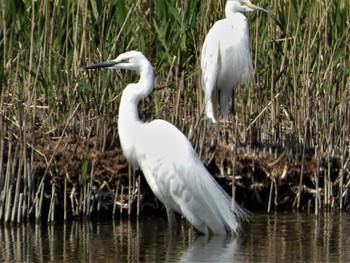 2022年4月11日(月) 三里浜ハマナス公園の野鳥観察記録