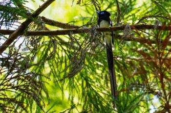 サンコウチョウ 八王子城址 2022年6月2日(木)