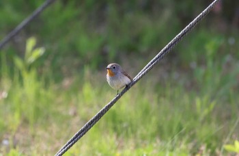 Taiga Flycatcher Tobishima Island Sun, 5/8/2022