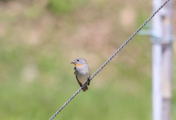 Taiga Flycatcher Tobishima Island Mon, 5/9/2022