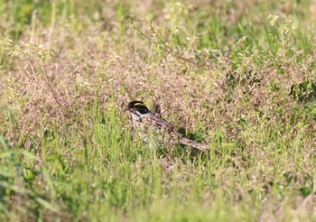 Yellow-browed Bunting Tobishima Island Sun, 5/8/2022