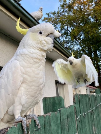 Sulphur-crested Cockatoo Chatswood, NSW, Australia Thu, 6/2/2022