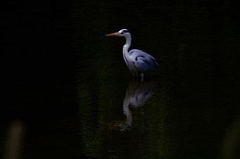 アオサギ 光が丘公園 2016年5月14日(土)