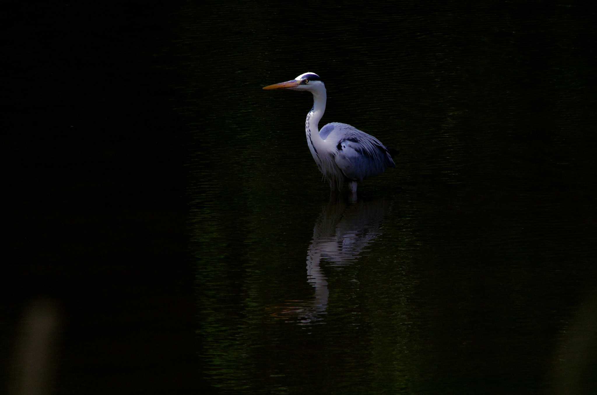 光が丘公園 アオサギの写真 by zingo