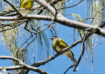 Australasian Figbird Byron Bay, NSW, Australia Sat, 8/22/2020