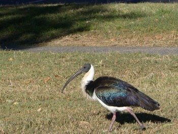 Straw-necked Ibis Park Beach, Voffs Harbour, NSW, Australia Sun, 8/23/2020