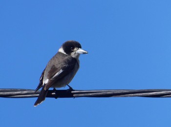 Grey Butcherbird Chatswood, NSW, Australia Thu, 8/6/2020