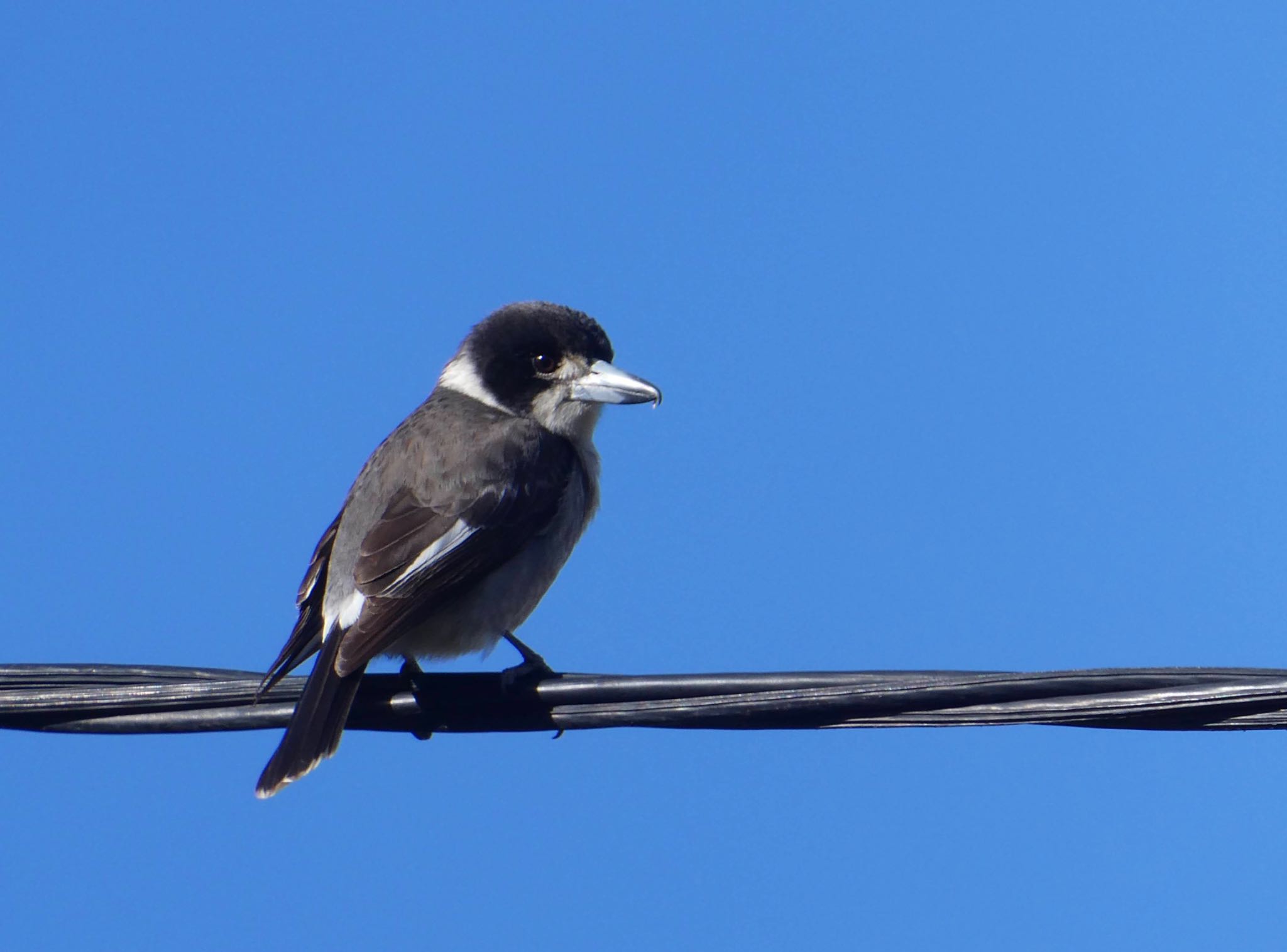 Chatswood, NSW, Australia ハイイロモズガラスの写真 by Maki